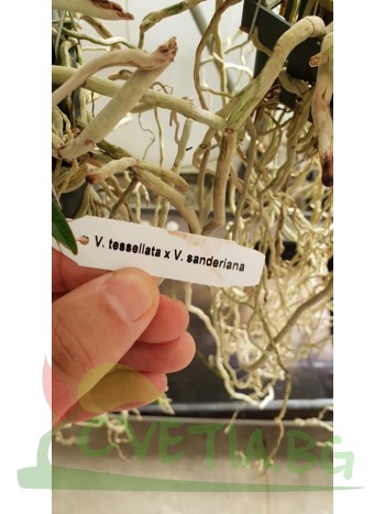 Ванда (V. tessellata x V. sanderiana)